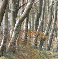 Beech Avenue Colour Art Greetings Card