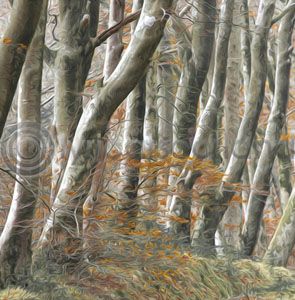 Beech Avenue Colour Art Greetings Card