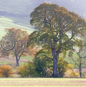 Oak Fields Colour Art Greetings Card