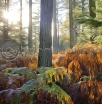 Shambellie Wood Colour Art Greetings Card