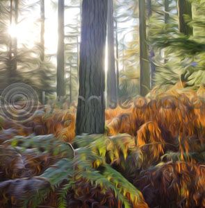 Shambellie Wood Colour Art Greetings Card