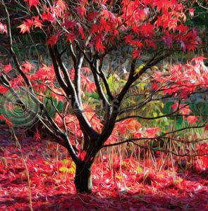 Red Acer Colour Art Greetings Card