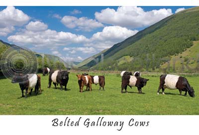 Belted Galloway Cows Postcard