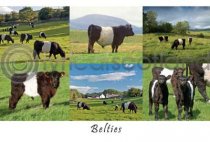 Belties Composite Postcard
