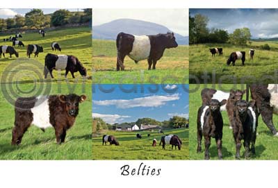 Belties Composite Postcard