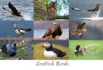 Scottish Birds Composite Postcard