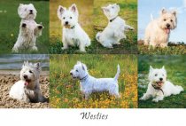 Westies Composite Postcard