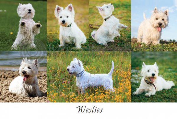 Westies Composite Postcard
