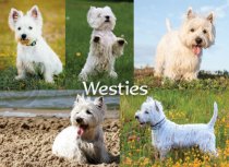 Westies Composite Magnet