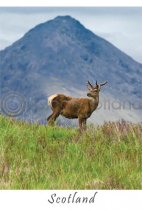 Young Stag - Scotland Postcard (VA6)