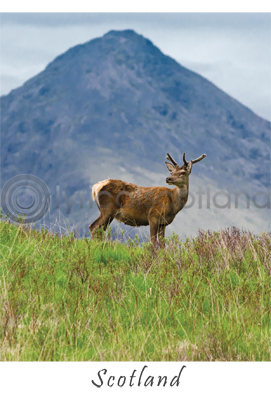 Young Stag - Scotland Postcard (VA6)
