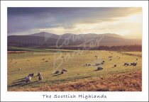 Abernethy, Cairngorms, Highlands Postcard