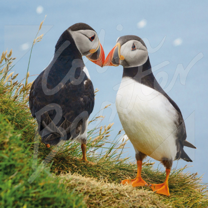 Atlantic Puffin Greetings Card