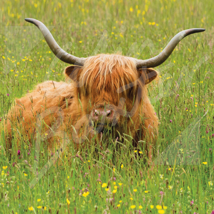 Highland Cow in meadow Greetings Card