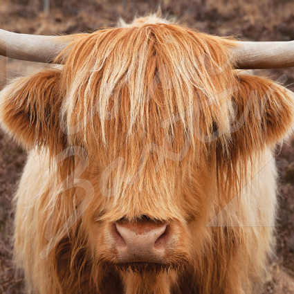 Highland Cow head on Greetings Card