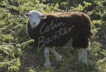 Herdwick Sheep, Lake District Postcard