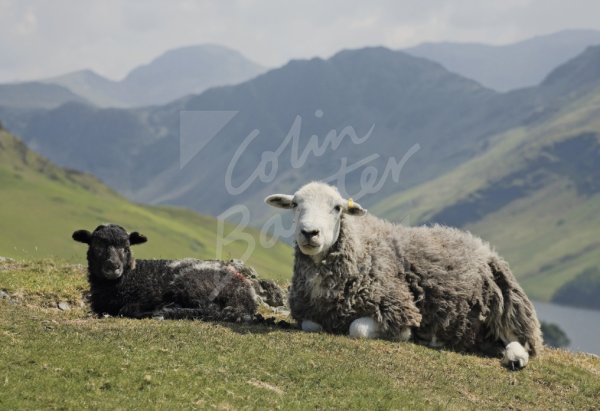 Herdwick Sheep & Lamb, Buttermere, Lake District Postcard