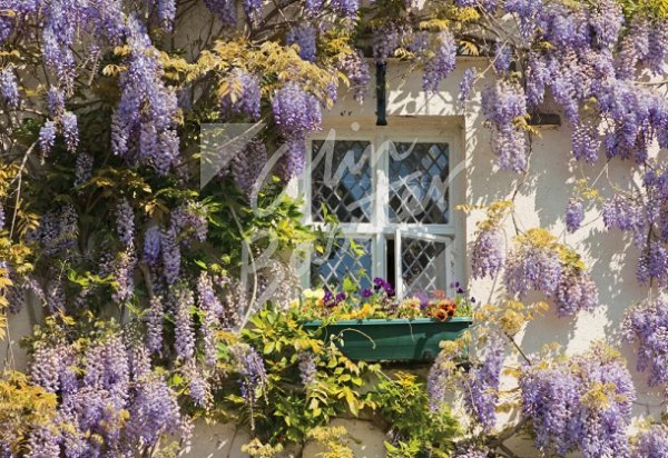 Cottage & Wisteria, Lake District Postcard