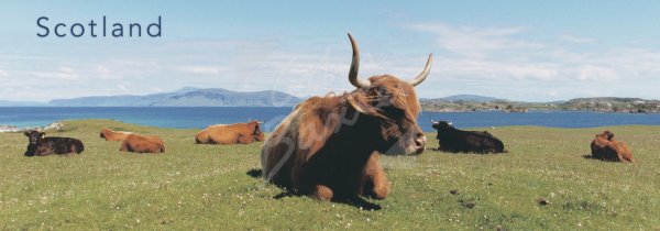 Highland Cows Postcard