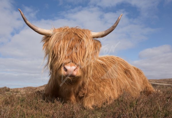 Highland Cow (sitting down face on) Postcard (H Std CB)
