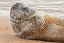 Grey Seal 2 Postcard