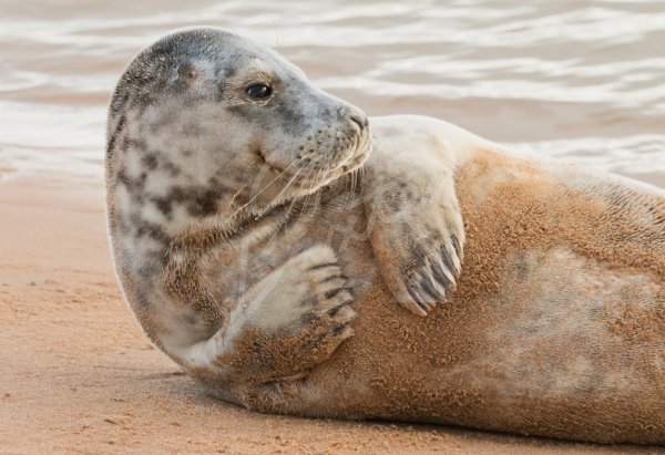 Grey Seal 2 Postcard