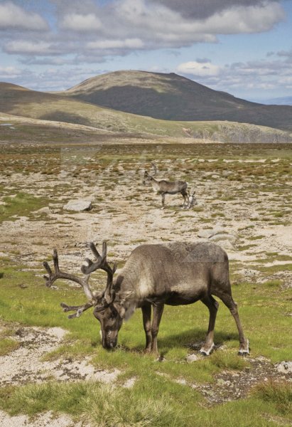 Reindeer, Cairngorms National Park Postcard (V Std CB)