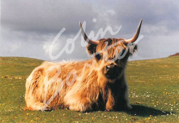 Highland Cow Sitting down Postcard