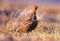 Red Grouse 2 Postcard