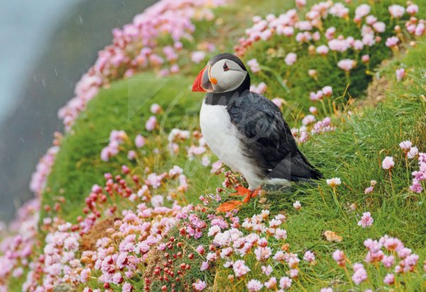 Atlantic Puffin & Sea Pinks Postcard (H Std CB)