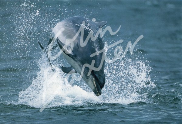 Bottlenose Dolphin Postcard