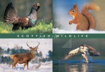 Capercaillie, Squirrel, Deer, Osprey Comp Postcard