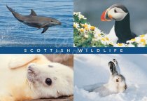 Dolphin, Puffin, Seal, Hare Comp Postcard