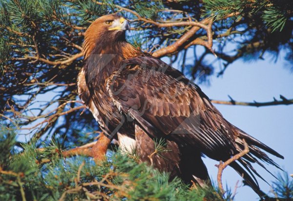 Golden Eagle & Scots Pine Postcard