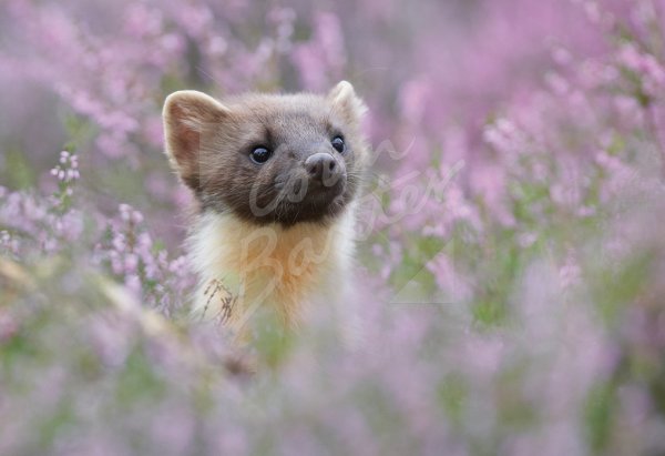 Pine Marten Postcard (H Std CB)