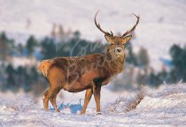 Red Deer Stag Postcard (H Std CB)