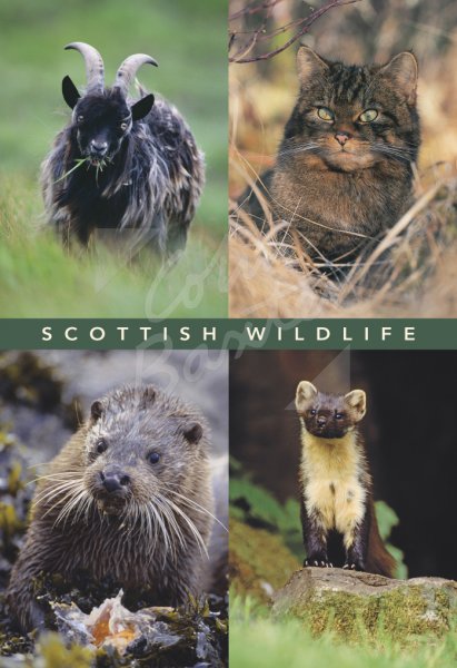Goat, Wildcat, Otter, Pine Marten Comp Postcard