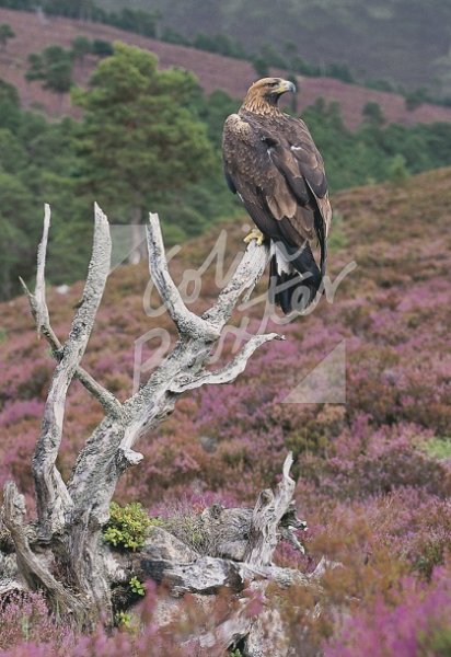 Golden Eagle Postcard