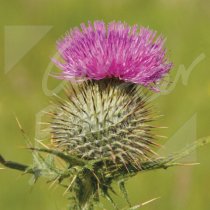 Scottish Thistle Greetings Card