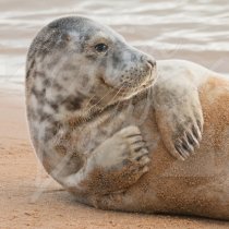 Grey Seal Greetings Card