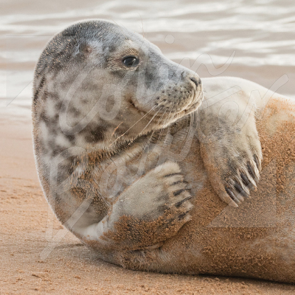 Grey Seal Greetings Card
