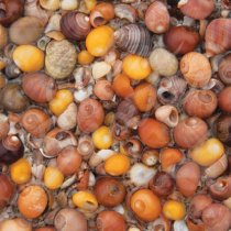 Periwinkle Seashells Greetings Card