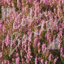 Scottish Heather Greetings Card