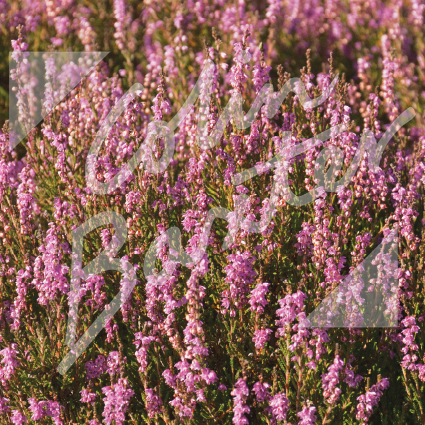 Scottish Heather Greetings Card