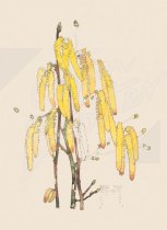 Hazel Tree, Lamb's Tails Gift Wrap Pack - 2 Sheets 2 Tags