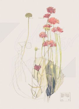 Sea Pink Gift Wrap Pack - 2 Sheets 2 Tags