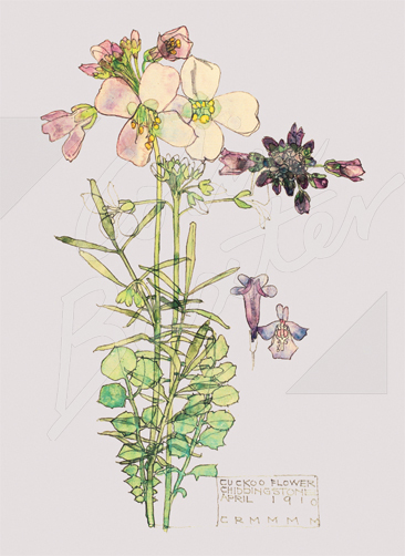 Cuckoo Flower, Chiddingstone (1910) Gift Tag