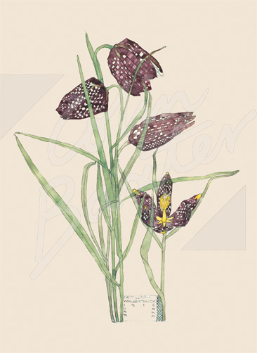Fritillaria Gift Tag
