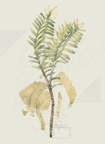 Veronica, Wlberswick (1915) Gift Tag