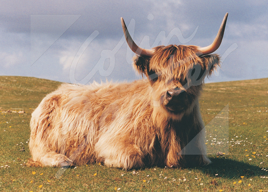 Highland Cow Magnet Sitting Magnet